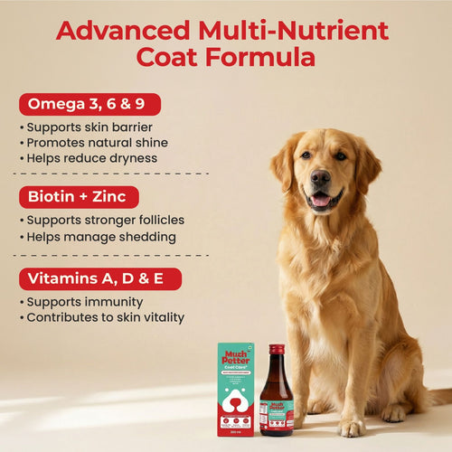 Head to Paw Trio Pack - CoatCare+, GutCare+ & JointCare+