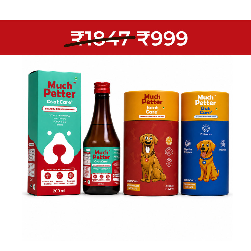Head to Paw Trio Pack - CoatCare+, GutCare+ & JointCare+