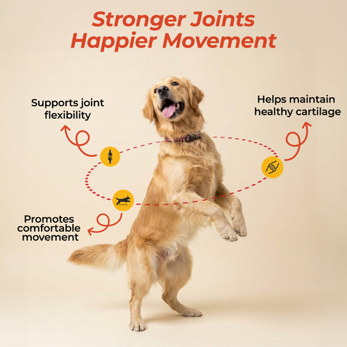 Combo 1 - JointCare+ & GutCare+