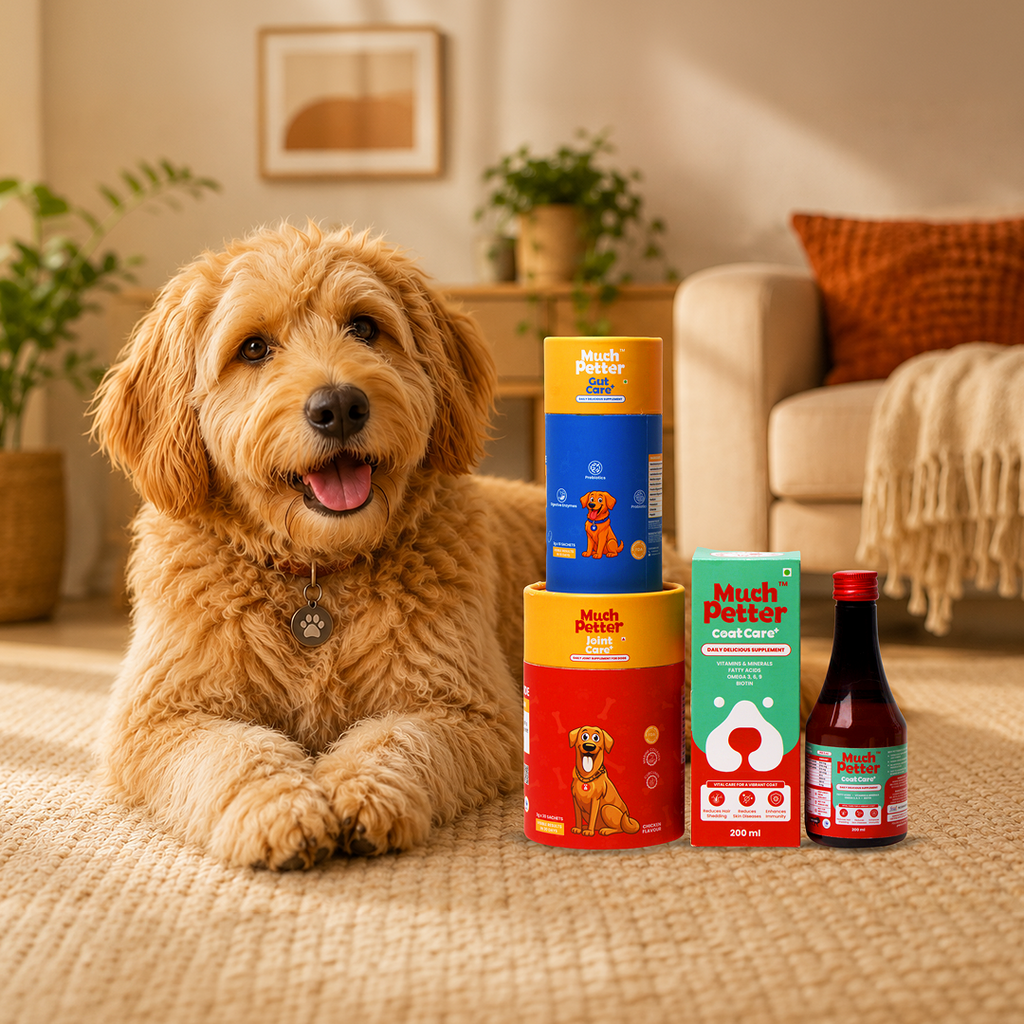 Head to Paw Trio Pack - CoatCare+, GutCare+ & JointCare+