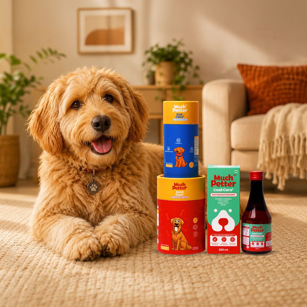 Head to Paw Trio Pack - CoatCare+, GutCare+ & JointCare+